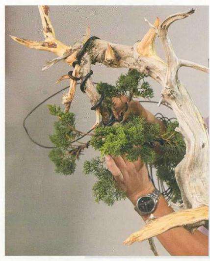崖柏盆景怎么造型的方法