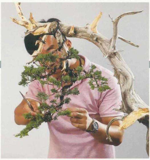 崖柏盆景怎么造型的方法