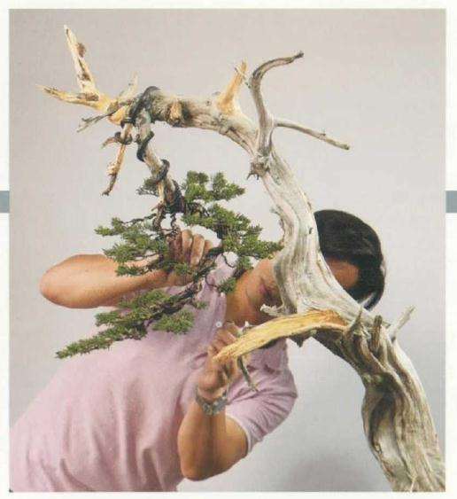 图解 崖柏盆景怎么造型的方法