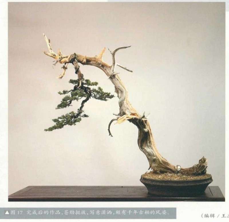 图解 崖柏盆景怎么造型的方法