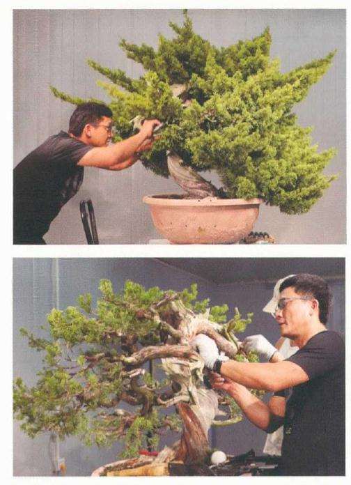 樊顺利教你怎么制作真柏盆景