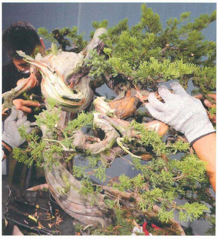 樊顺利教你怎么制作真柏盆景