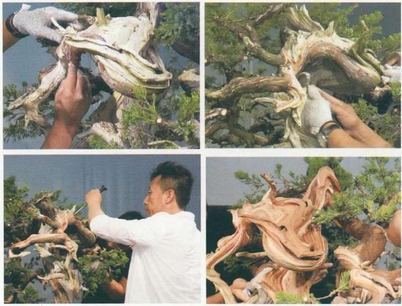 图解 樊顺利教你怎么制作真柏盆景