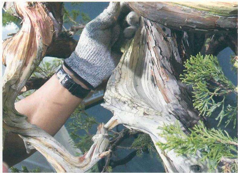 图解 樊顺利教你怎么制作真柏盆景