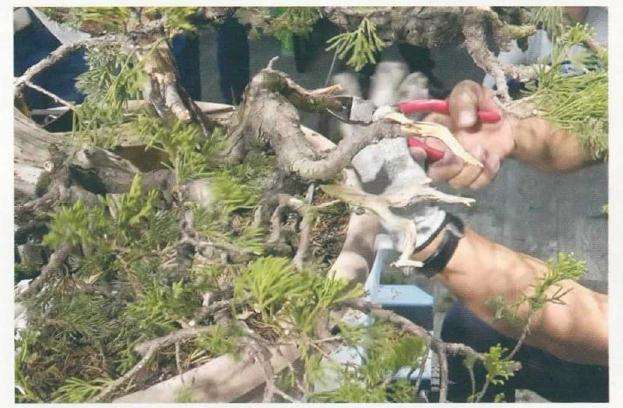 图解 樊顺利教你怎么制作真柏盆景