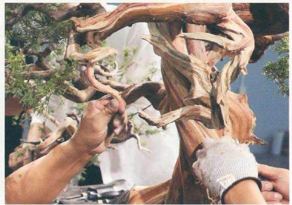 图解 樊顺利教你怎么制作真柏盆景