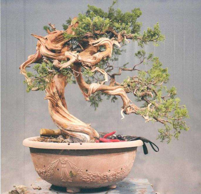 图解 樊顺利教你怎么制作真柏盆景