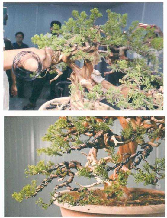 图解 樊顺利教你怎么制作真柏盆景