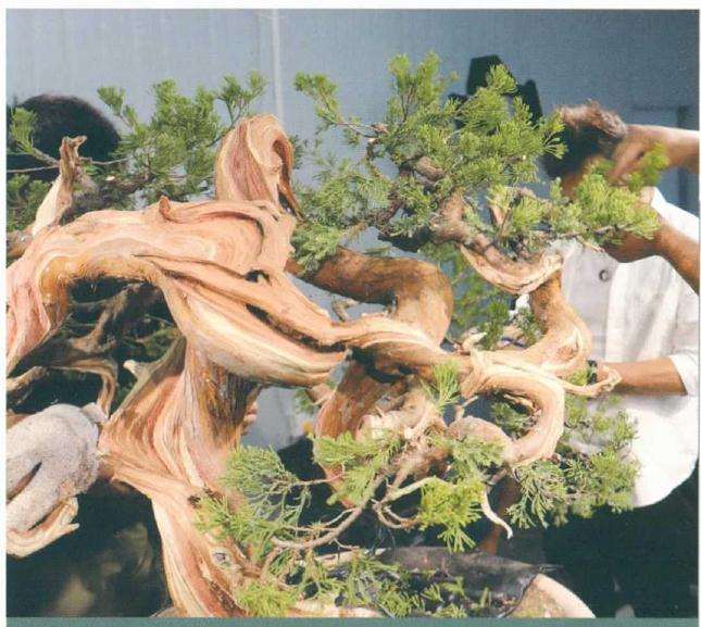 图解 樊顺利教你怎么制作真柏盆景