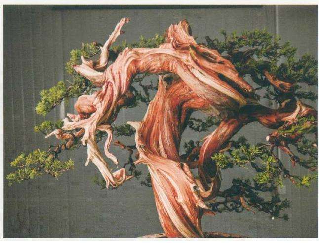 图解 樊顺利教你怎么制作真柏盆景