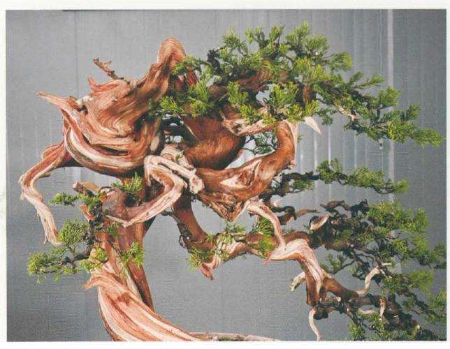 图解 樊顺利教你怎么制作真柏盆景