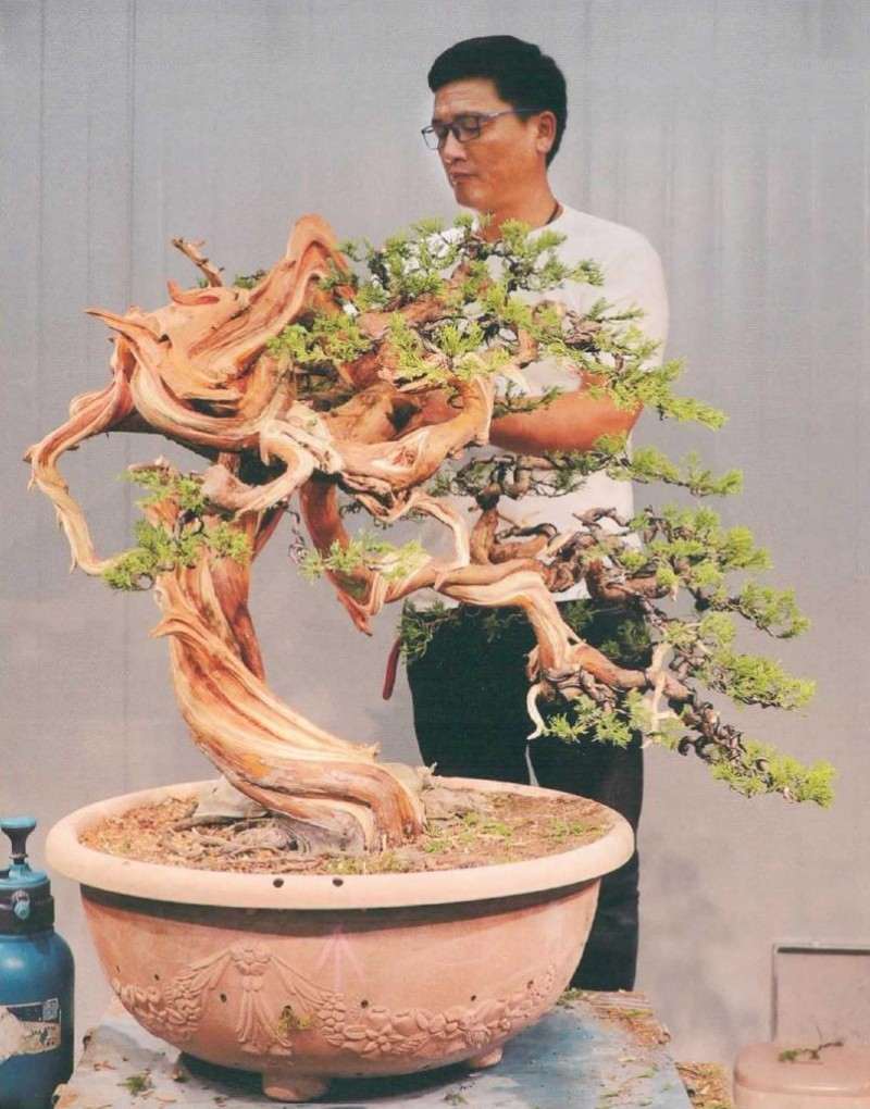 图解 樊顺利教你怎么制作真柏盆景