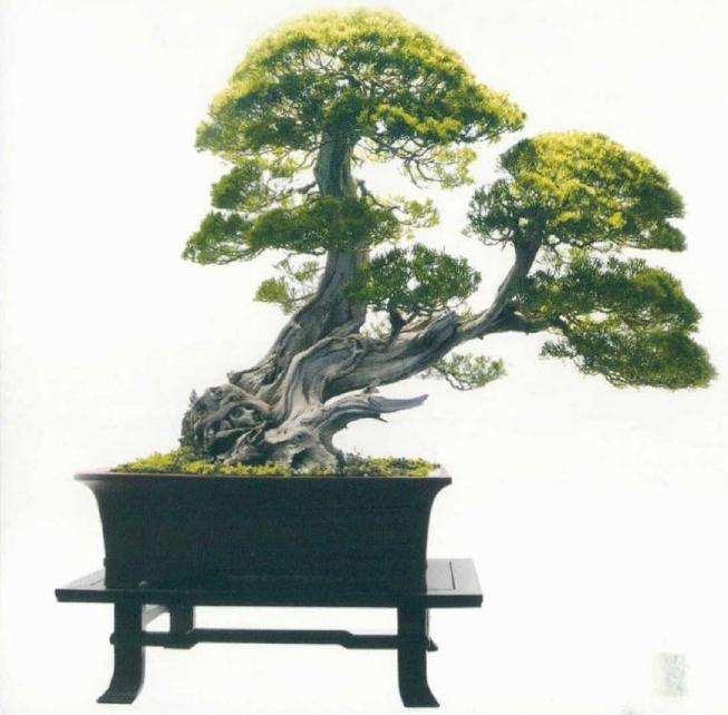 临沂举办盆景收藏家大展