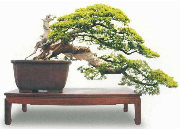 临沂举办盆景收藏家大展