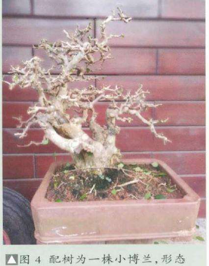 图解 树木盆景怎么改作水旱盆景的方法