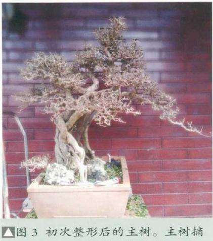 图解 树木盆景怎么改作水旱盆景的方法