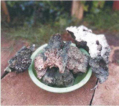 图解 树木盆景怎么改作水旱盆景的方法