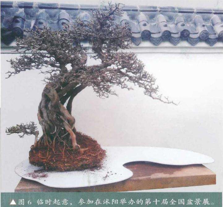 图解 树木盆景怎么改作水旱盆景的方法