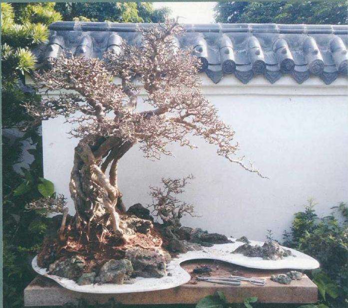 图解 树木盆景怎么改作水旱盆景的方法