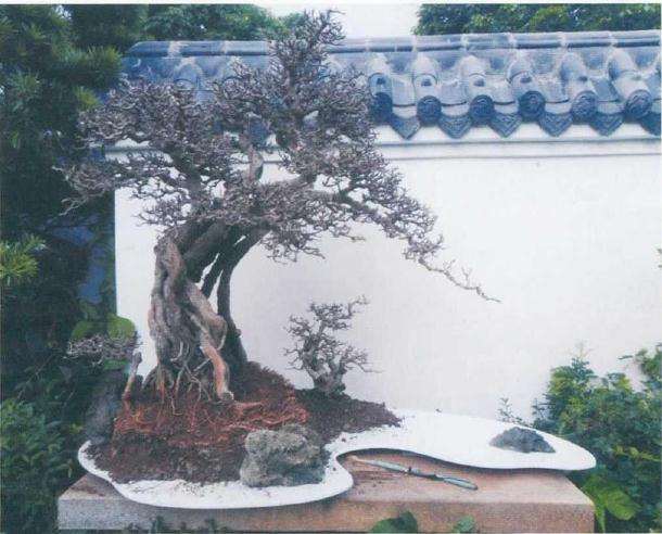 图解 树木盆景怎么改作水旱盆景的方法