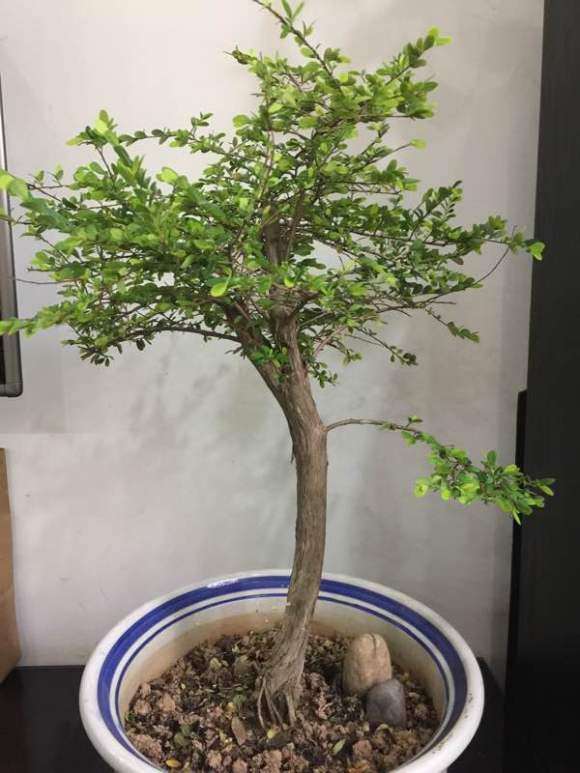 种了3年山格木下山桩 长得很慢