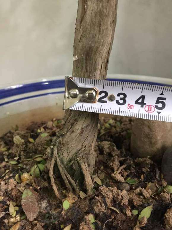 种了3年山格木下山桩 长得很慢