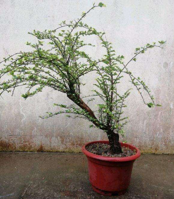 小叶山格木下山桩 上品之作