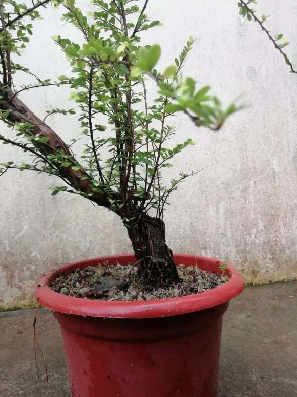 小叶山格木下山桩 上品之作