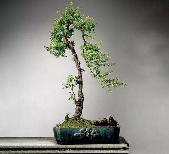 为什么福建不适合山养山格木盆景