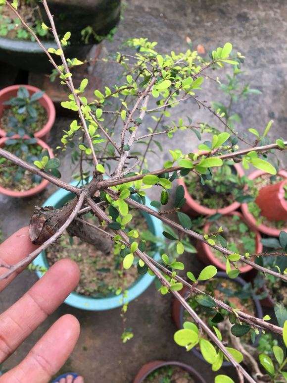 山格木下山桩 叶子就慢慢死去