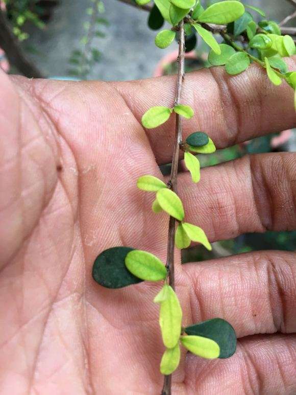 山格木下山桩 叶子就慢慢死去