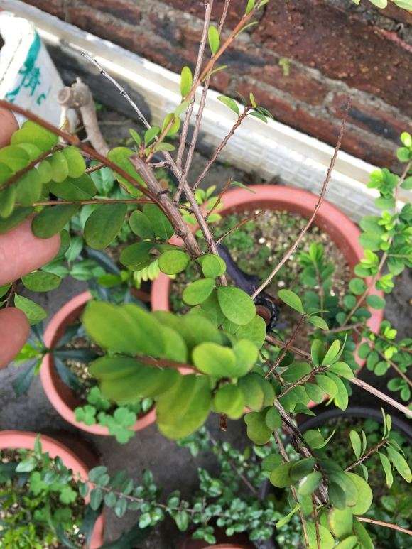 山格木下山桩 叶子就慢慢死去