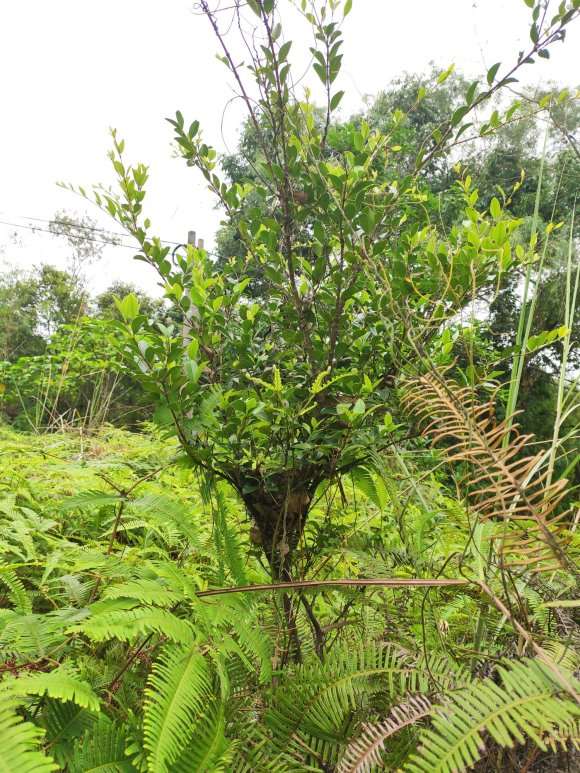 这是山格木下山桩吗 山上很多 图片