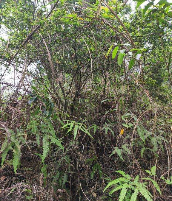 这是山格木下山桩吗 山上很多 图片