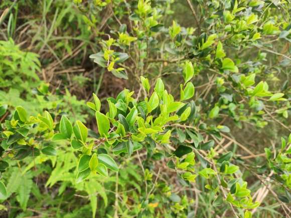 秋季9月挖山格木下山桩能成活吗