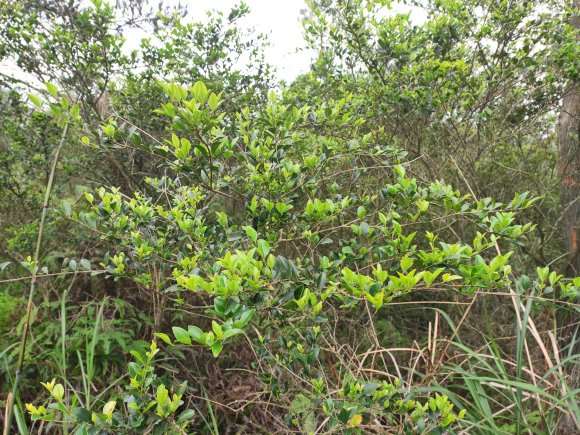 秋季9月挖山格木下山桩能成活吗