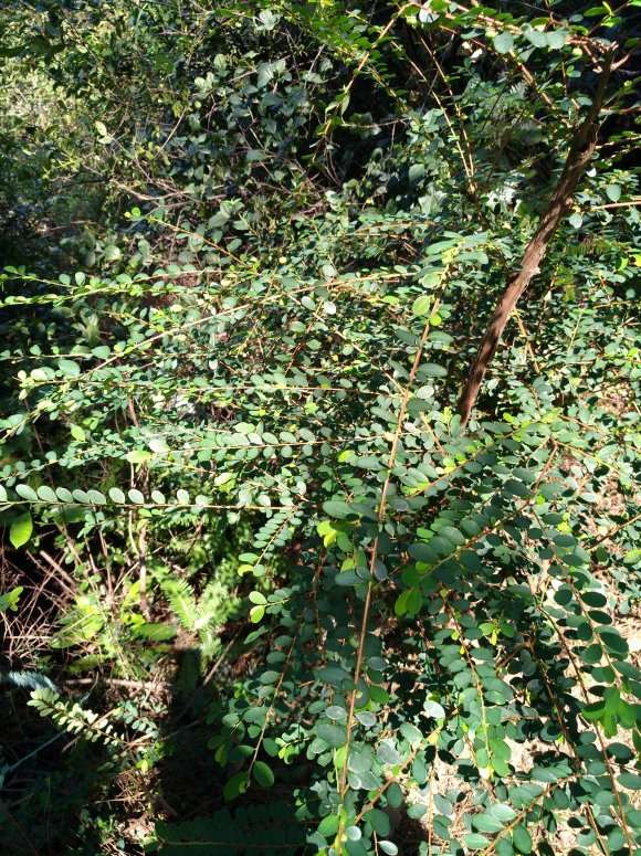 放养的山格木下山桩