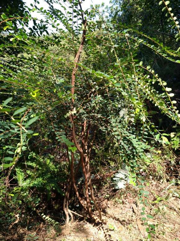 放养的山格木下山桩