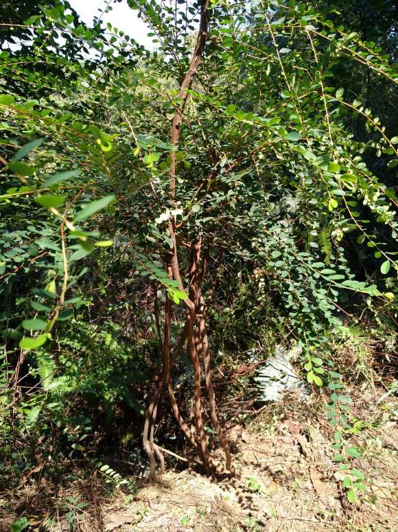 放养的山格木下山桩