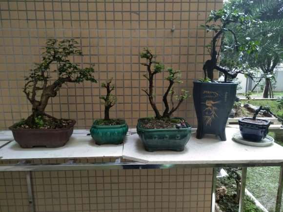 山格木下山桩上盆后怎么种植与养护