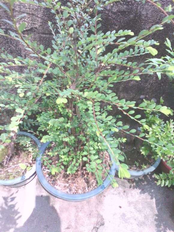 山格木下山桩上盆后怎么种植与养护