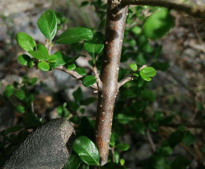 这是山格木下山桩吗