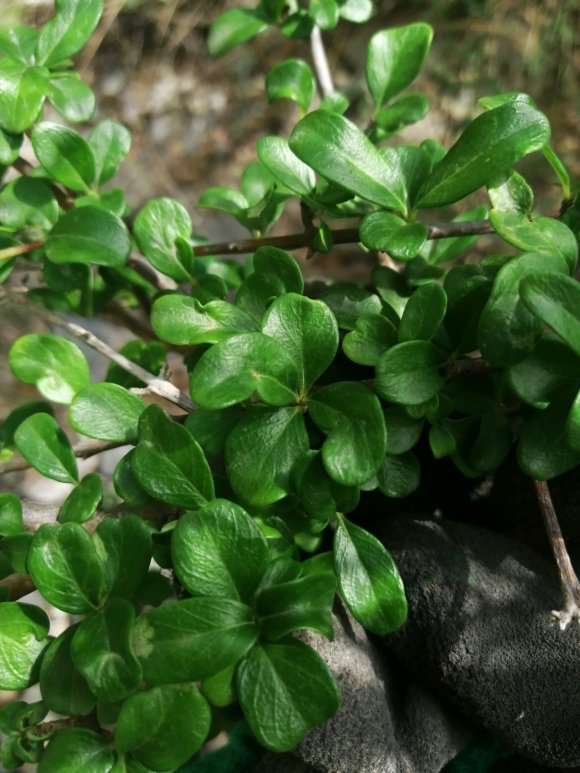 这是山格木下山桩吗