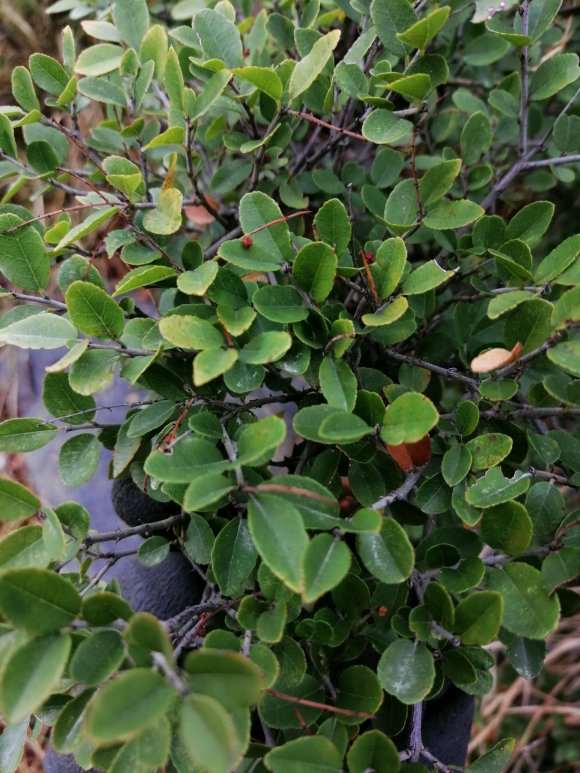 这是山格木下山桩吗