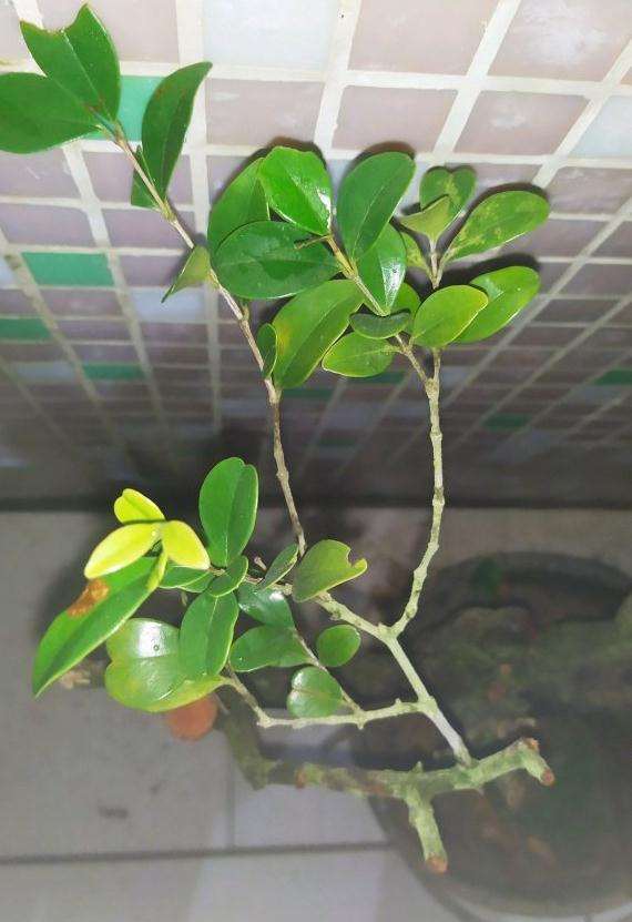 茂名山上是山格木下山桩吗