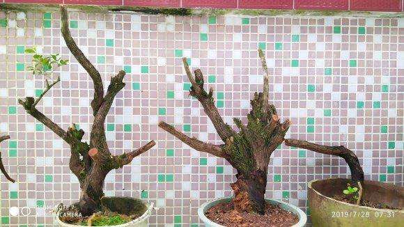 茂名山上是山格木下山桩吗