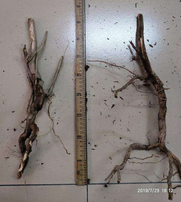 茂名山上是山格木下山桩吗