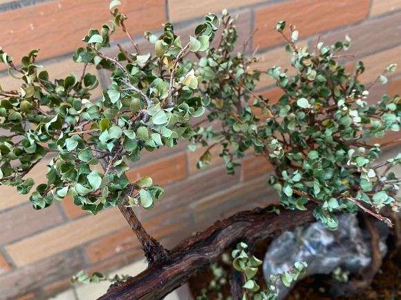 山格生下山桩长 叶子发黄 怎么办