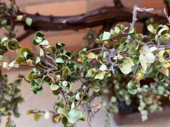 山格生下山桩长 叶子发黄 怎么办