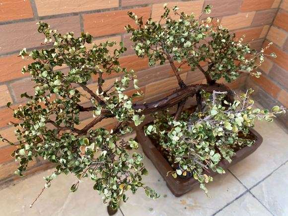 山格生下山桩长 叶子发黄 怎么办